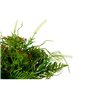 Plante décorative Verre Plastique 21 x 30 x 21 cm (6 Unités)