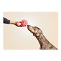 Jouet pour chien Gloria Distributeur Confiseries Caoutchouc (12 cm)