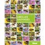 Abeilles sauvages