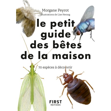Petit guide d'observation des petites bêtes de la maison