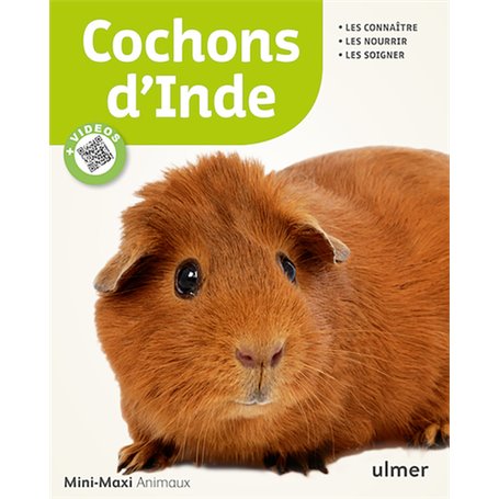 Cochons d'Inde