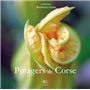 POTAGERS CORSE
