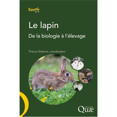 Le lapin