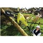 Elagueur sur perche - Electrique - RYOBI - RPP750S - 750 W - Guide 20 cm