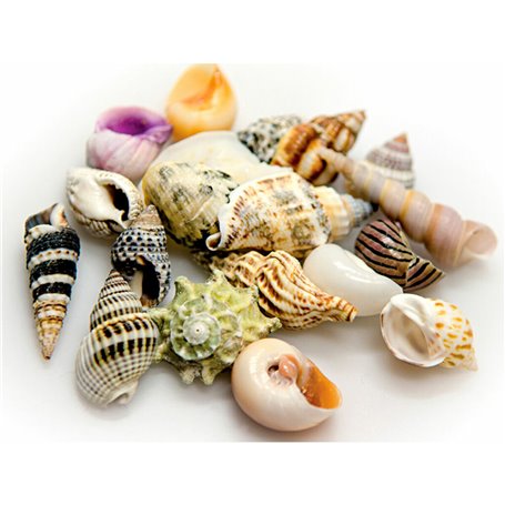 Coquillages Akvastabil Sea