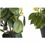 Plante décorative DKD Home Decor Vert PP PE Ficus (2 Unités) (21 x 18 x 30 cm)