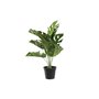Plante décorative DKD Home Decor Monstera Vert PP PE (48 x 42 x 51 cm)