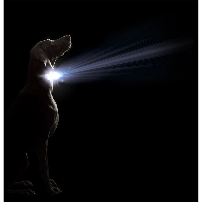 Image secondaire de Collier pour Chien Dog Gone Smart Rouge 20 Lumière