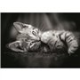 CLEMENTONI - Compact 1000 pieces - Kitty