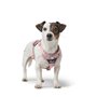 Harnais pour Chien Hunter DIVO UP Rose L/XL