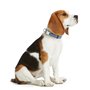 Collier pour Chien Hunter VARIO BASIC Bleu L 40-55 cm
