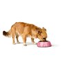 Mangeoire pour chiens Hunter CHESTER Rose 700 ml