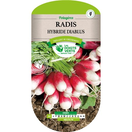 Radis Diablus Hybride F1