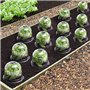 IDMarket - Cloche à salades x12 Serre de Protection pour Plants
