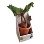 The Noble Collection Mandrake Interactive Plush by Officially Licensed 14in (35cm) Harry Potter Toy Dolls Mandrake Plush & Plant