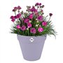 Pot de fleur - Elho - Loft Urban Rond - Violet - L 29 x B 28.5 x H 26 cm - Extérieur - 100% recyclé