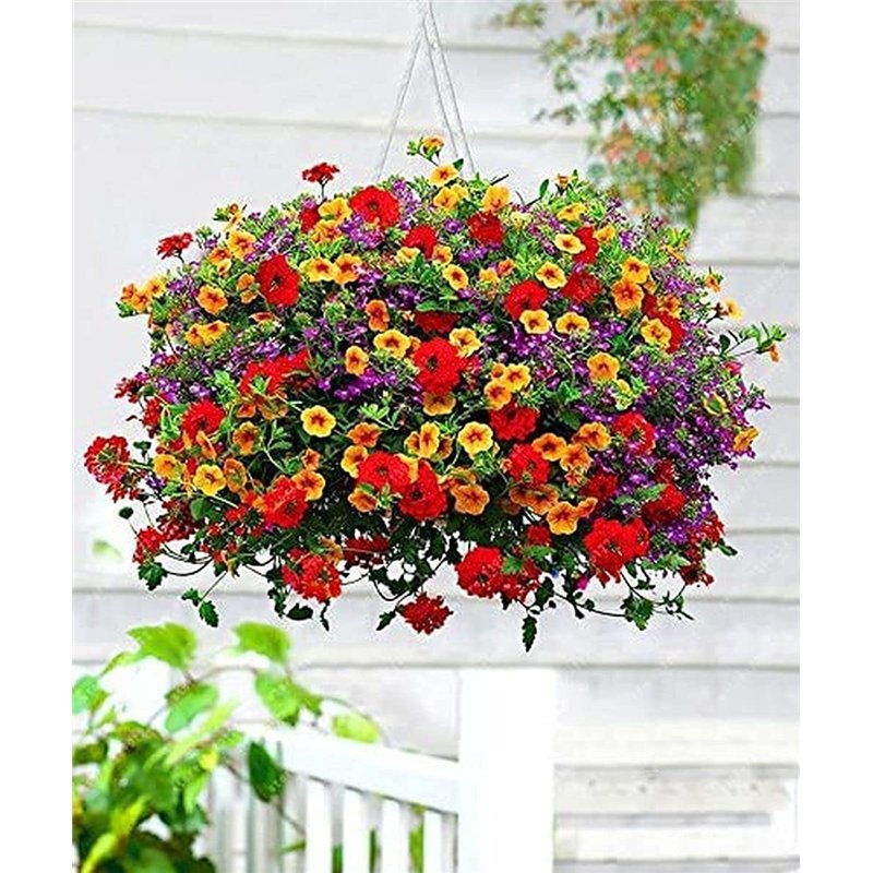 Image secondaire de FStening 200 Pièces Mélanger Des Graines De Pétunia Vivaces Pour La Plantation En Serre Toute L'année Floraison Aromatique Décor