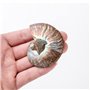 ANCLLO Spécimen d'ammonite fossile d'escargot, spécimen d'ammonite, pierres naturelles et minéraux avec histoire ancienne, style