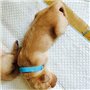 Lot de 12 Colliers d'Identification pour Chiots et Chatons. Ruban doux, réglable et Auto-Adhésif