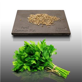500 graines Aromatiques à semer - Le Grenier d'Abondance - PERSIL COMMUN PLAT - Petroselinum crispum