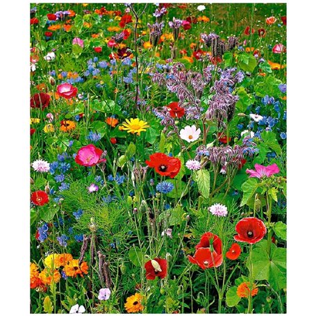 Lot de 100 graines de Fleurs sauvages en mélange - annuelles et vivaces