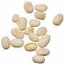 Semences horticoles de Batlle - Haricot nain Rome Perona (25g), Blanc