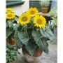 Lot de 20 graines de tournesol (Helianthus annus) bio non-OGM pour la maison Jardin Sunny Sun Flower Seeds Open Pollinated Seeds