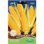 Germisem graines Maïs sucré GOLDEN BANTAM