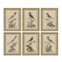 Cadre Home ESPRIT Beige Oiseau Shabby Chic 45 x 3 x 60 cm (6 Unités)