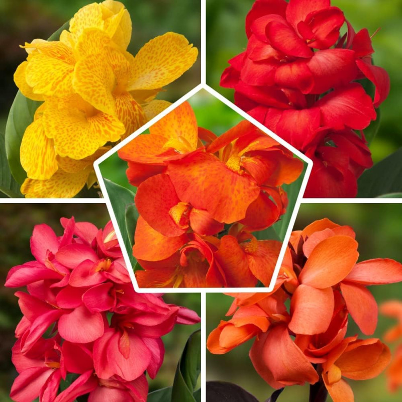Image secondaire de Collection de 5 Plantes Canna Géantes - Mélange de 5 Variétés - Grandes Plantes Vivaces Racines Nues des Pays-Bas (pas de graine
