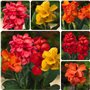 Collection de 5 Plantes Canna Géantes - Mélange de 5 Variétés - Grandes Plantes Vivaces Racines Nues des Pays-Bas (pas de graine