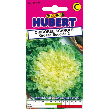Graines de Chicorée Scarole Grosse Bouclée 2-4 grammes