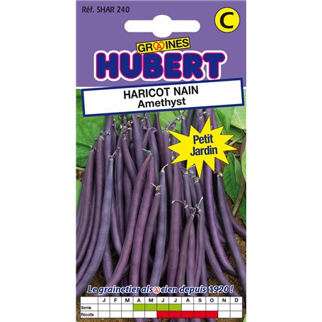 50 Graines de Haricot nain Amethyst - Format Petit Jardin