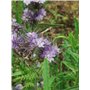 Graines de Phacélie Pour 350 m² - Engrais Vert - 350 grammes