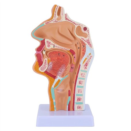 Benefischl Modèle anatomique du pharynx humain pour étudiants