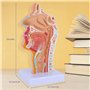 Benefischl Modèle anatomique du pharynx humain pour étudiants, études