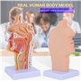 Benefischl Modèle anatomique du pharynx humain pour étudiants, études