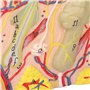 Modèle Anatomique de Peau Agrandi 35X, Modèle D'aide à L'enseignement de la Peau 3D, Modèle D'anatomie de la Structure de la Pea