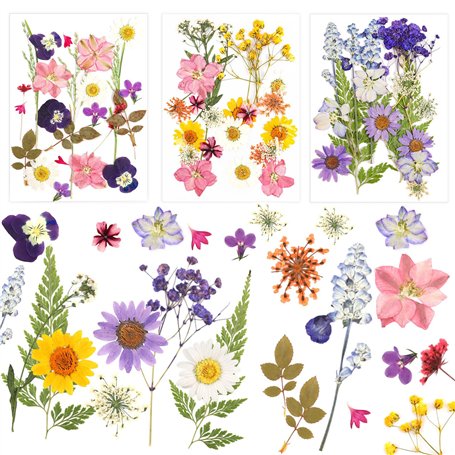 NVIYAM 66Pcs Fleurs Sechees Naturelles Vraies Fleurs Pressées Séchées Ensemble de Fleurs Séchées Pressées Naturelles Bricolage M