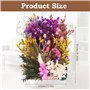 NVIYAM Ensembles de Fleurs Séchées Naturelles Vraies Fleurs Pressées Décoration Naturel Fleur Sechees Fleurs Mélangées Naturelle