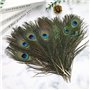 décoration de plumes de paon