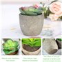 Plantes Succulente