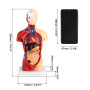 QWORK® 15 Pièces Modèle d'Anatomie Humaine - Crâne Cerveau Torse et Organes Internes - pour Étudiants en Médecine Médecins et En