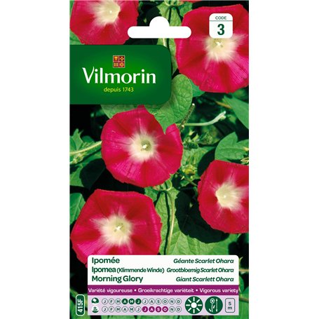 Vilmorin - Ipomée Scarlet O'Hara - semences pour plantations - Fleurs grimpantes 5 m annuelles - Variété vigoureuse et Floraison
