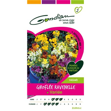 Gondian 165295 CP 2 Semences Giroflée Ravenelle Varie Multicolore 1 x 8