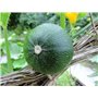 10 graines à semer - Le Grenier d'Abondance - COURGETTE Ronde de Nice - Curcubita Pepo
