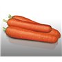 500 graines à semer - Le Grenier d'Abondance - CAROTTE Nantaise Améliorée 3 - Daucus Carota