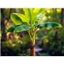 10 graines à semer - Le Grenier d'Abondance - BANANIER - Musa Laterita