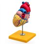 Elementary Anatomy - Modèle d'anatomie du cœur humain en deux parties avec base - grandeur nature - Enseignement scolaire (Eleme