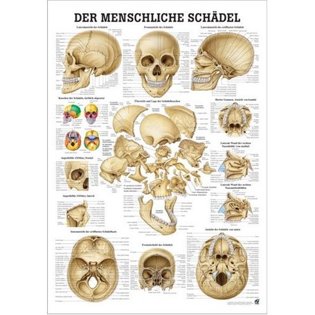 Le crâne humain est laminé 70 x 100 cm.